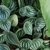 Foliage of rounded leaves with silver stripes.