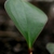 Stem and Leaf