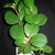 Stem and Leaves