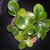 Peperomia obtusifolia