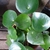 Form