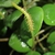 Form