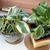 Two potted houseplants with white variegated leaves.