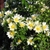 Leafy shoots and many white flowers with yellow stamens.