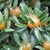 Yellow berry-like fruits with leaves from nodes.