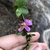 Hand holding shoot with one small pink flower.
