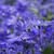 Stems and flowers