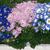 Multi-colored flowers