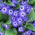 Flower and leaves
