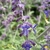 Close-up of purple, 2-lipped flowers