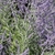 Branched purple inflorescence bearing purple flowers.
