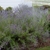 gray green foliage topped by airy purple inflorescences.