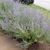 gray green foliage topped by airy purple inflorescences.