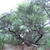 Tree dark bark, gnarled branches, and fine foliage