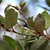 Leafy branch; leaves with brown hairs on underside.
