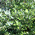 Leafy shrub