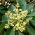 Leaves and Flower