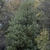 Tall, narrow tree with dark dense foliage