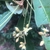 Close-up of small white flowers on long peduncle.