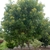 Small tree with dense crown.