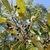 Leafy shoot with small, black, globose fruits.