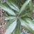 Close-up of leaves.
