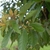 Leafy branch, young leaves with rusty hair. small white flowers.