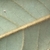 Underside of leaf showing tan hairs on midveins and other veins.