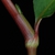 Stem with reddish sheath (Guilford County, US-NC)-Early Fall