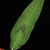 Leaf with hairs (Guilford County, US-NC)-Early Fall