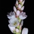 Whitish flowers opening (Guilford County, US-NC)-Early Fall