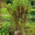 Upright plant growing in a garden