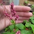 Hand cradling spikes of pink flowers.
