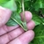 Plant with alternate simple leaves & membranous ocreas