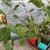 Potted plants with alternate simple leaves & spikes of pink fls.