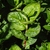 Plant with alternate simple leaves & membranous ocreas