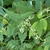 Plant with ovate leaves with acute tip & spike of small flowers