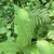 Plant with ovate leaves with acute tip & spike of small flowers
