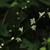 Close-up of tiny white flowers borne distantly along a stem