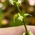 Close up on tiny white flowers. Finger shows scale.