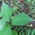 Single stem bearing alternate, ovate leaves with acute tips