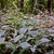 A stand of herbaceous plants with ovate leaves.