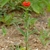 single stem with customary solitary flower