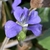 Dark purple nectar guide and green hollow pocket ornectar spur