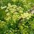 Petroselinum crispum