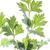 Petroselinum crispum