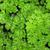 Petroselinum crispum