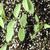 Seedlings