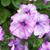 Petunia x hybrida