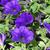 Supertunia royal velvet flowers and leaves